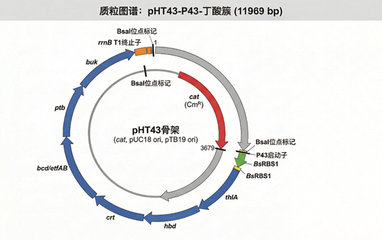 pHT43 map
