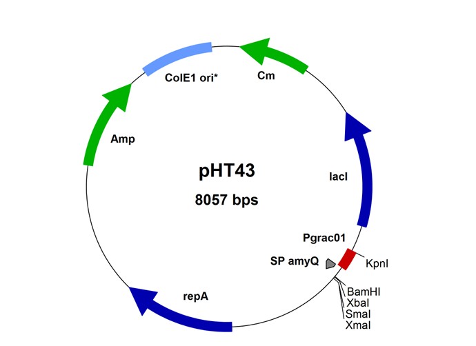Plasmid map