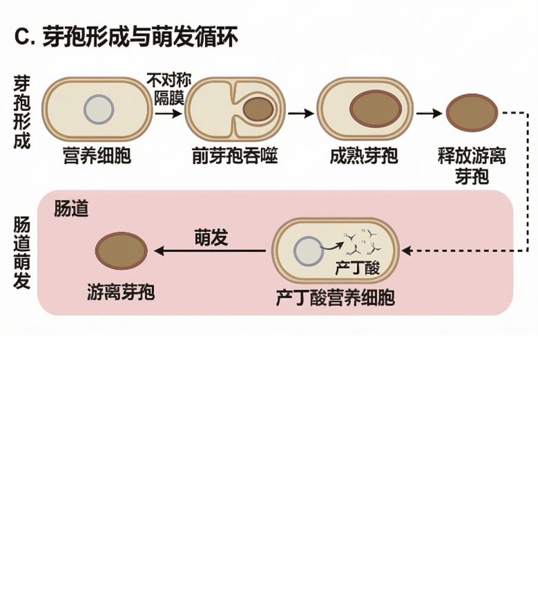 Additional illustration