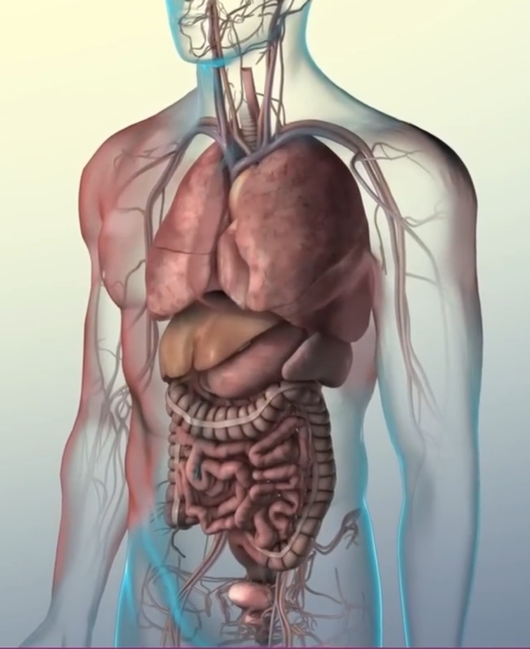 人体主要器官示意图