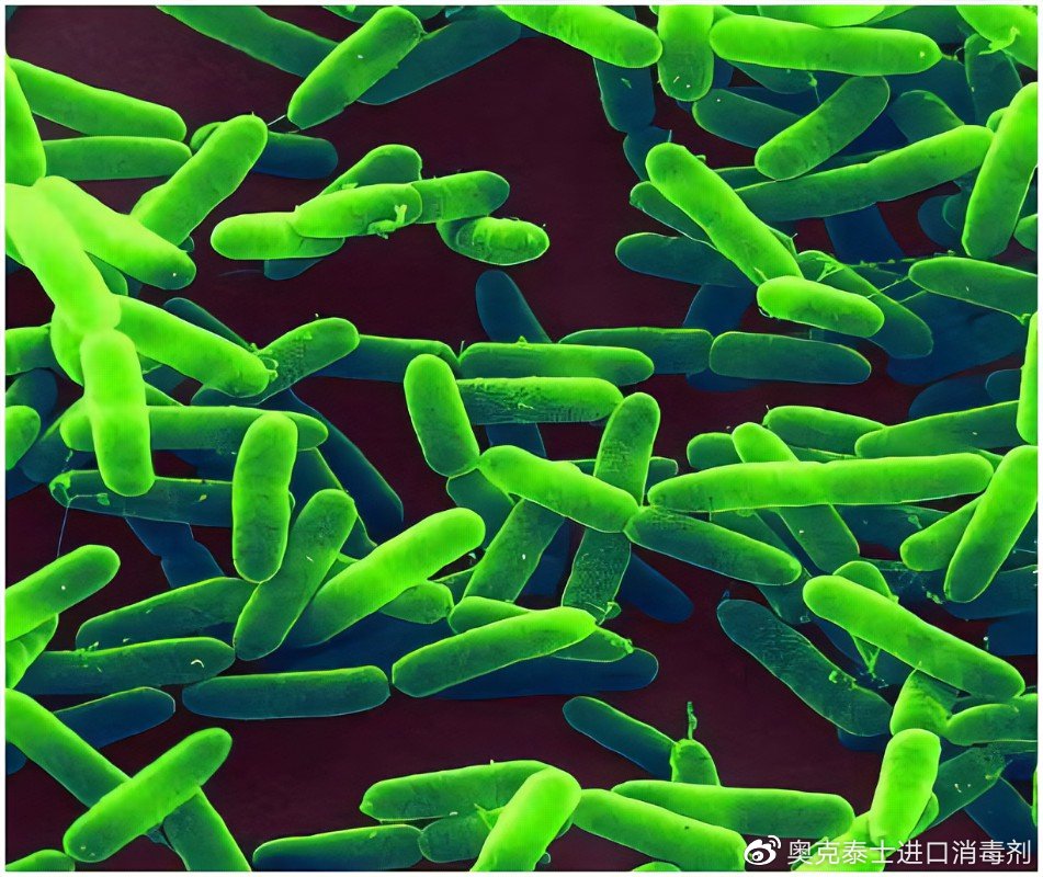 铜绿假单胞菌图像