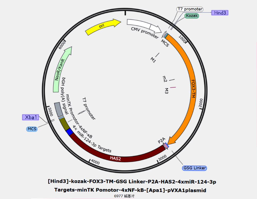 Functional Plasmid