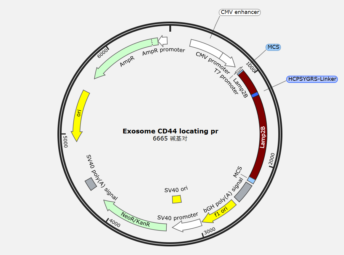 Targeting Plasmid