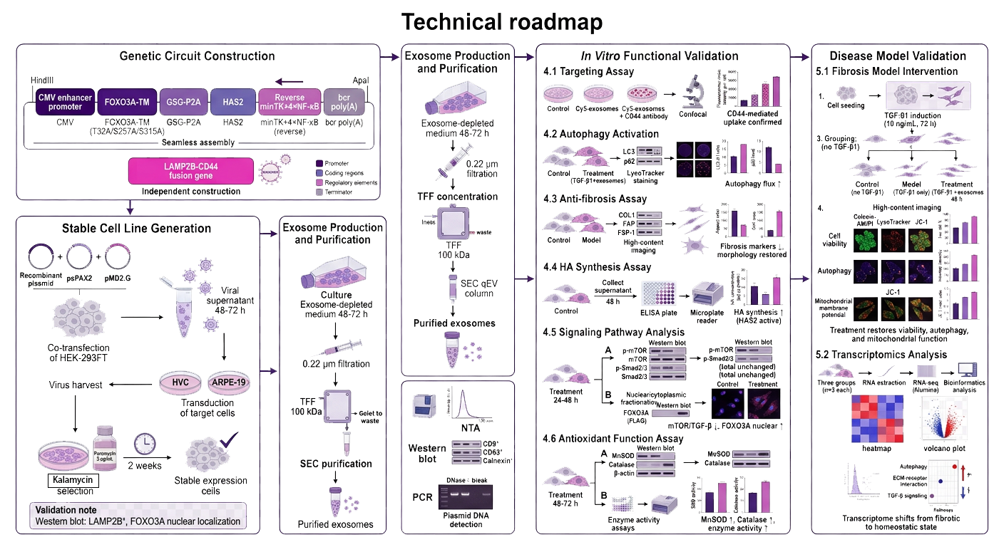 Experimental Design Mindmap