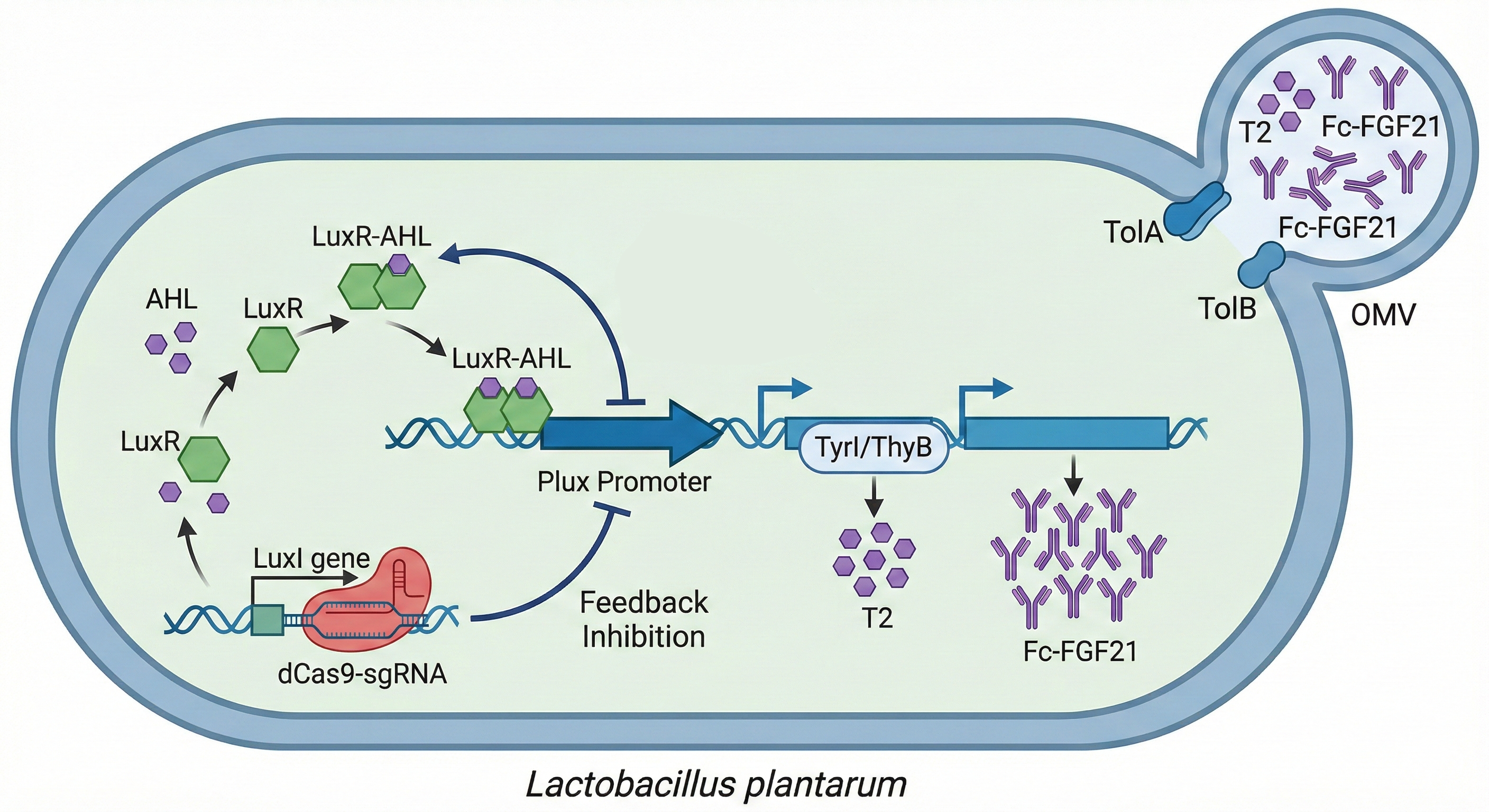 Production pathway