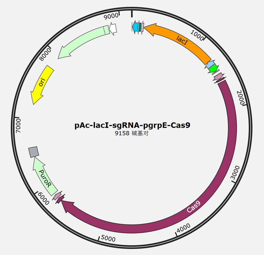 pAC-sgRNA-Cas9质粒图谱
